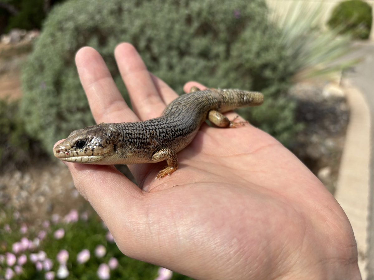 JHC ワイ tweet media