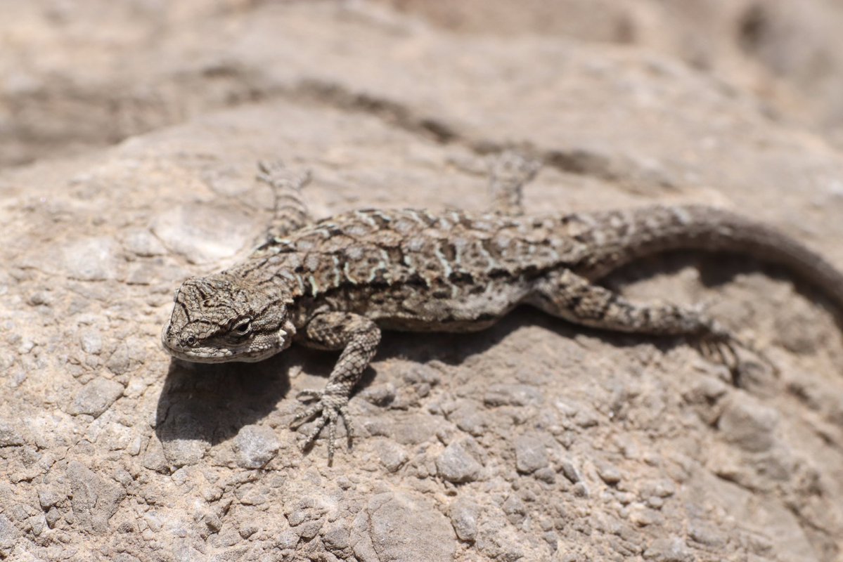 JHC ワイ tweet media