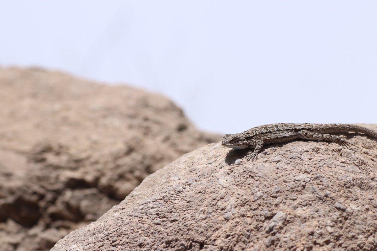 JHC ワイ tweet media