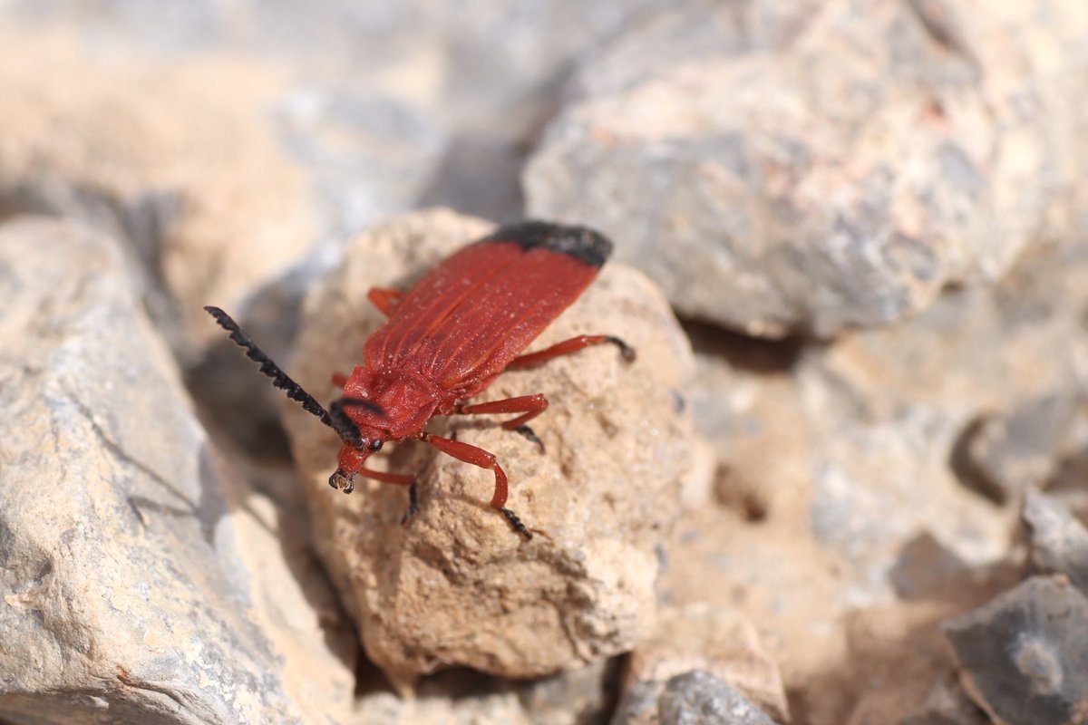 JHC ワイ tweet media