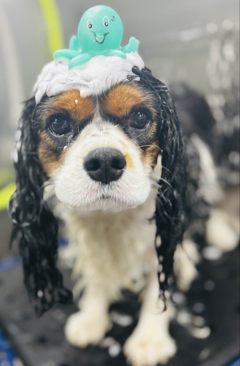 Walter the cavalier tweet media