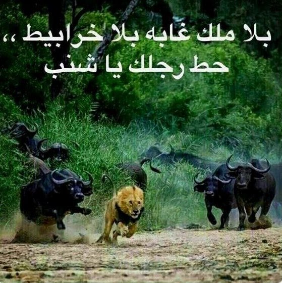 عبدالله☠|~🇸🇦SAN tweet media