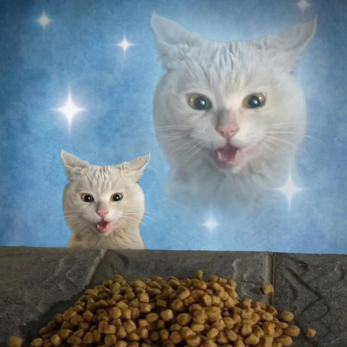 wowcatworld's tweet photo. Brick by brick. Wowcat is about the long term. https://t.co/Y94JUZ2kqt