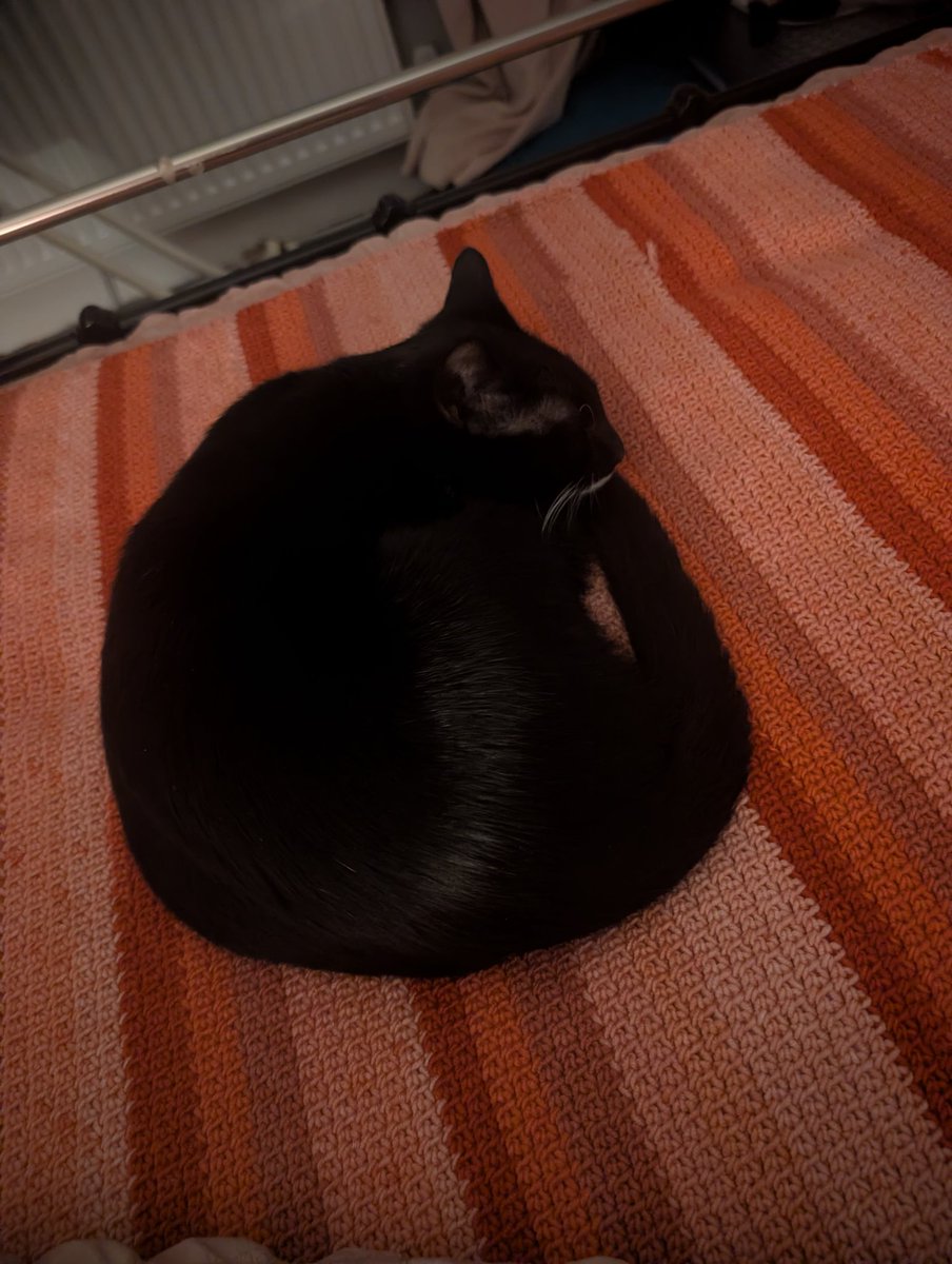 LLLChick's tweet image. My very clever friend made me a blanket, think Fen approves lol ❤️❤️ #friends #blanket #crochet #craft #love #FurBaby