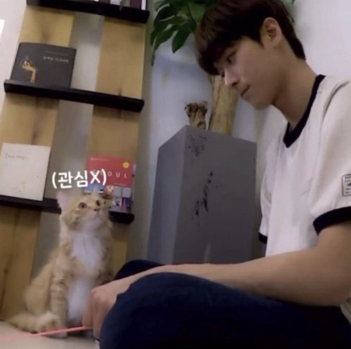 sweet evil trap tweet media