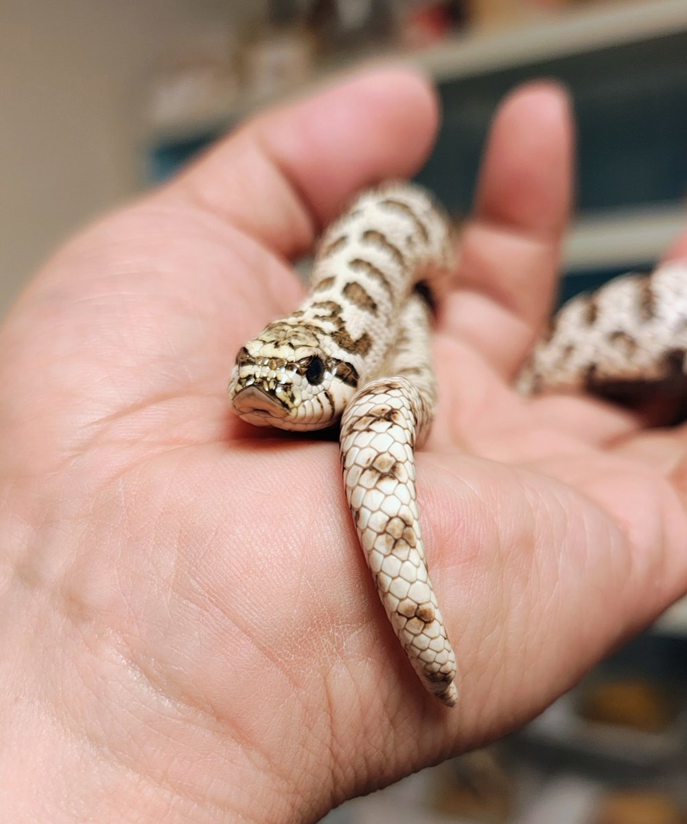 ネコ軍曹R© tweet media