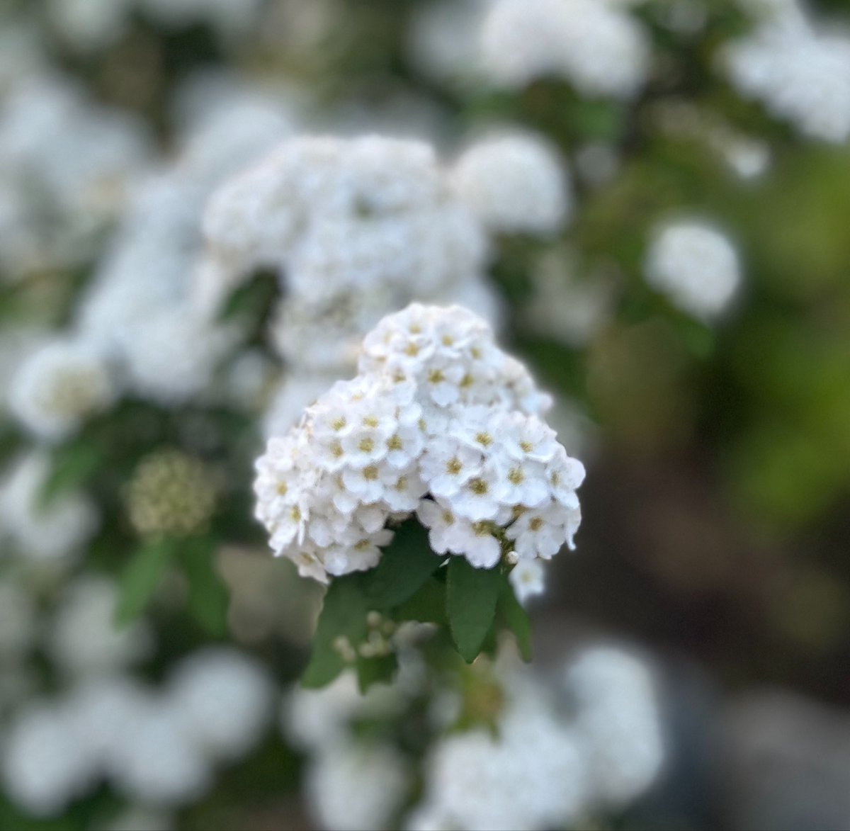 つよぽん tweet media