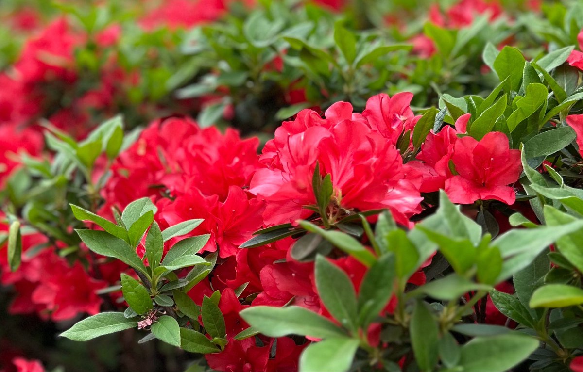 つよぽん tweet media