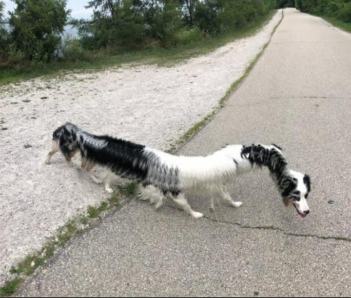 Dusty Bumps (@dusty_bumps) on Twitter photo 