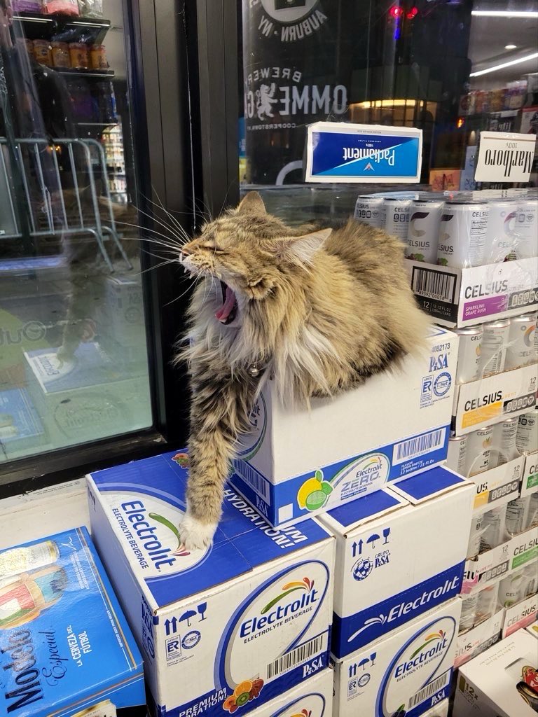 Bodegacats_'s tweet image. 