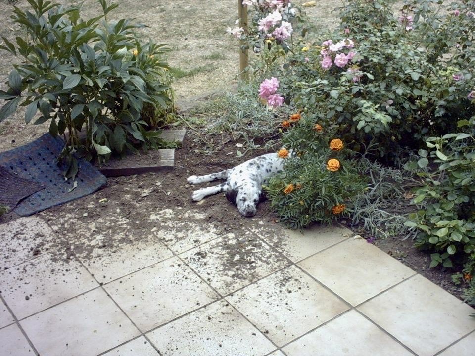 ʕ•́ᴥ•̀ʔっ★ ⓓ𝓪𝐯𝒾𝓓★ tweet media