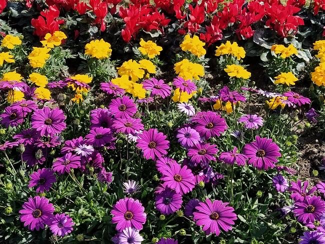 Primavera en mi jardín.
14 de Abril.