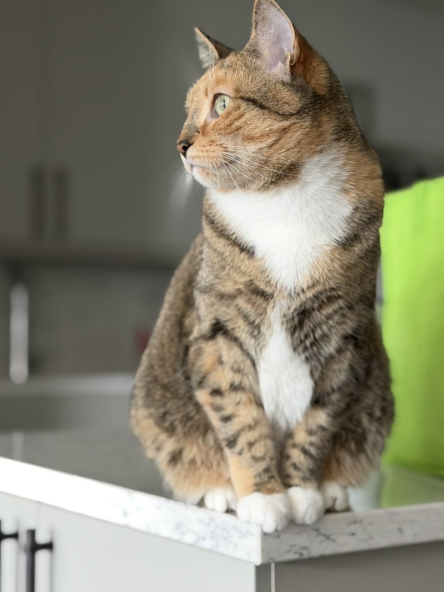 Thrill21's tweet image. Happy 4th gotcha day to my sweet Nala. I cannot imagine my life without you. I’m so thankful for all the snuggles, belly rubs, head scratches, and fetch sessions. I love you with all my heart. Thank you for being my sweet girl. #gotchaday #cats #pets