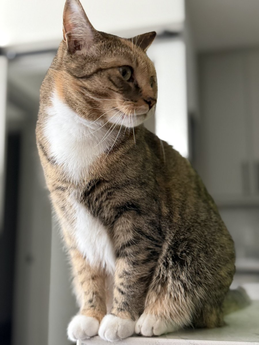 Thrill21's tweet image. Happy 4th gotcha day to my sweet Nala. I cannot imagine my life without you. I’m so thankful for all the snuggles, belly rubs, head scratches, and fetch sessions. I love you with all my heart. Thank you for being my sweet girl. #gotchaday #cats #pets