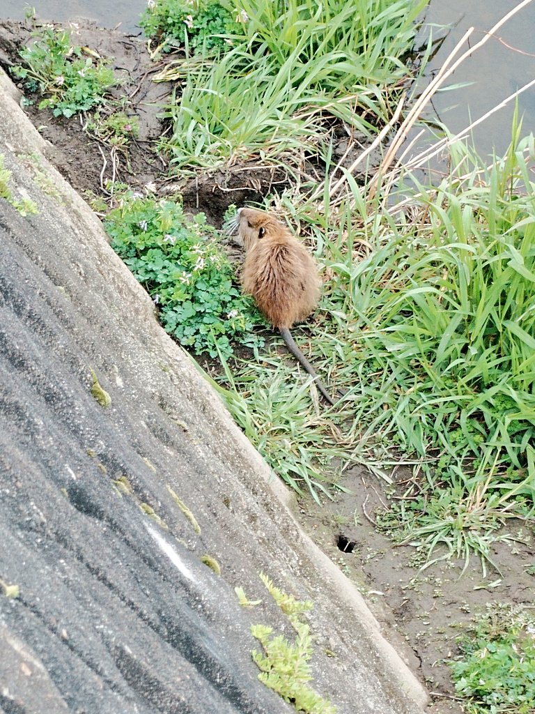 もりきゅ tweet media