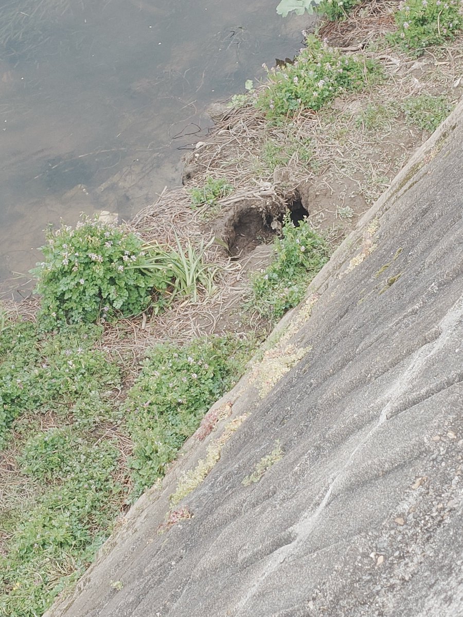 もりきゅ tweet media