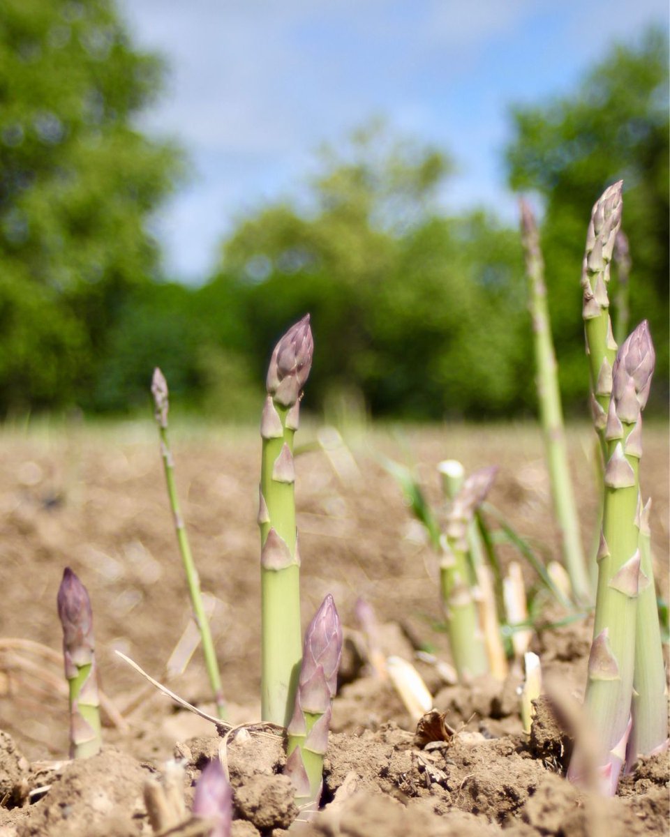 consciouskitchn's tweet photo. Nothing says spring like asparagus 🌱
Fresh from the fields at @DurstOrganicGrowers, it’s our Organic Produce of the Month. What’s your favorite way to enjoy asparagus? Tell is in the comments!👇 https://t.co/CPHHTKKaP8