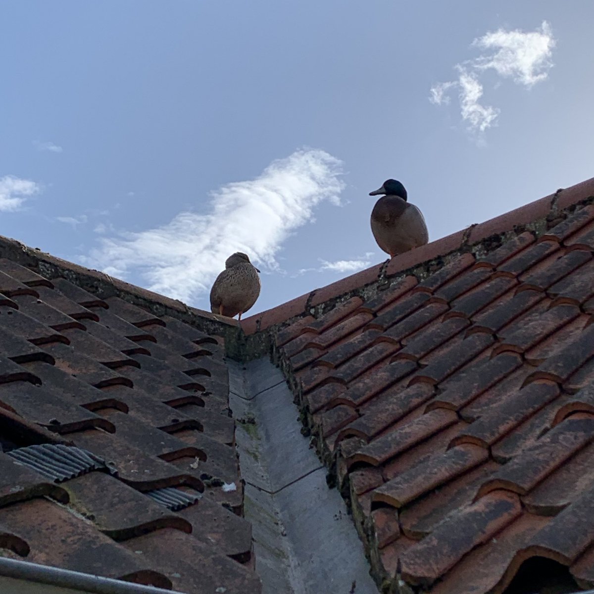 Today I went out onto our deck and had the feeling something was watching me. Norfolk Roof Ducks. Quite opinionated  <a href="/wildernorfolk/">Wilder Norfolk</a> <a href="/NHarnser/">AndyBloomfield</a>
