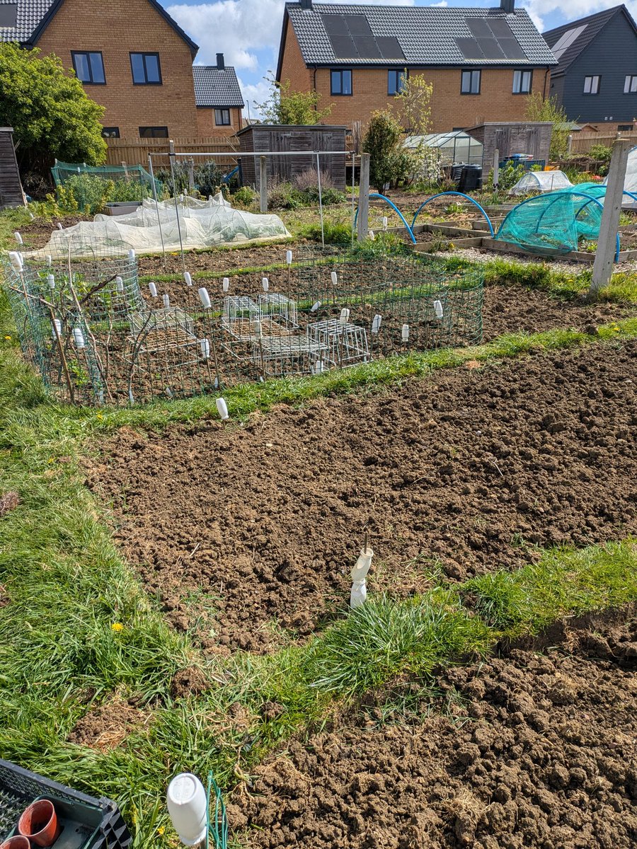 RuthDmosaics's tweet image. Tales from the allotment. 2nd earliest in. Spring greens are well protected. Peas well protected. Lovely morning in the sun. #allotment