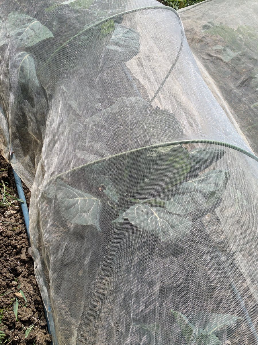RuthDmosaics's tweet image. Tales from the allotment. 2nd earliest in. Spring greens are well protected. Peas well protected. Lovely morning in the sun. #allotment