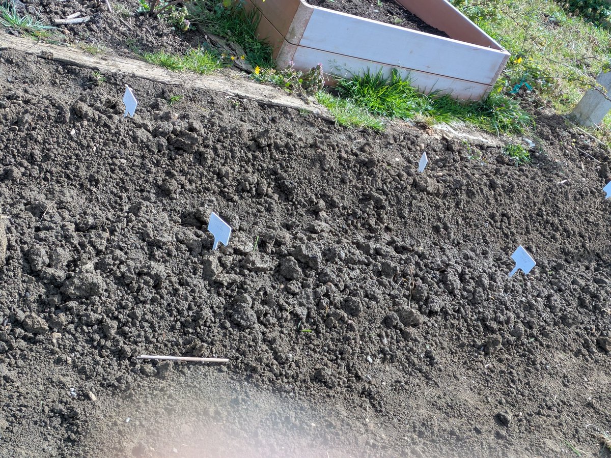 RuthDmosaics's tweet image. Tales from the allotment. 2nd earliest in. Spring greens are well protected. Peas well protected. Lovely morning in the sun. #allotment