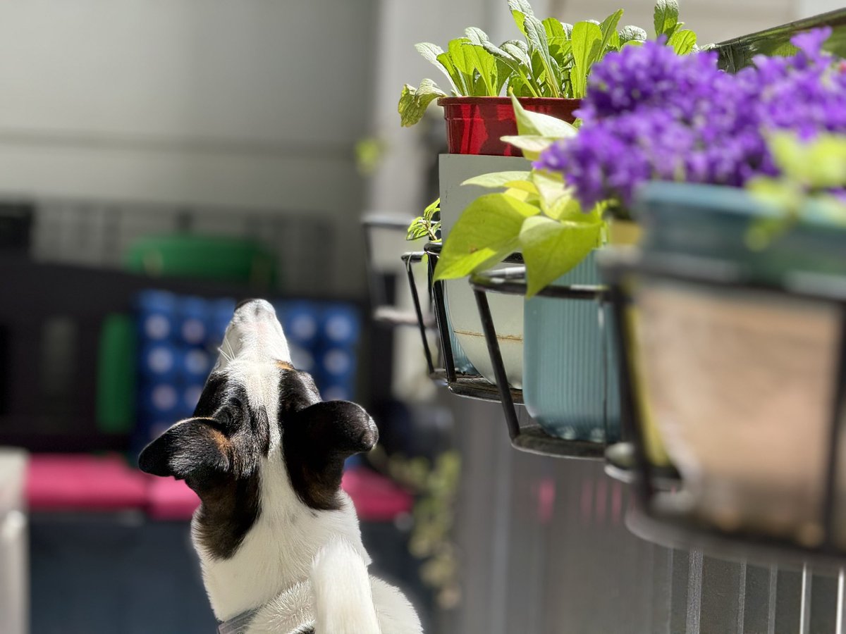 anu2000m's tweet photo. Reach for the stars/moon, or crow. 🐦‍⬛ 

Hunden min 💙🐶😘🤗🐶🍀

#Spring #ADogsLife #Pup #Bird vs #Dog #April #Blooms #AussieShephard #MyLilBoy 🐶 https://t.co/fLZbMoc0BP