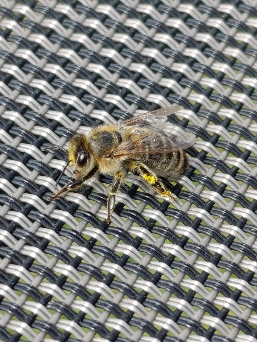 Ich habe heute die erste Biene in meinem Garten gesehen. Sie hat schon bei meiner Wiese gesammelt!