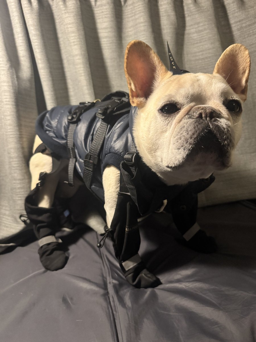 BiztheFrenchie's tweet photo. おはようございます☀ https://t.co/ws3oLSCjJm