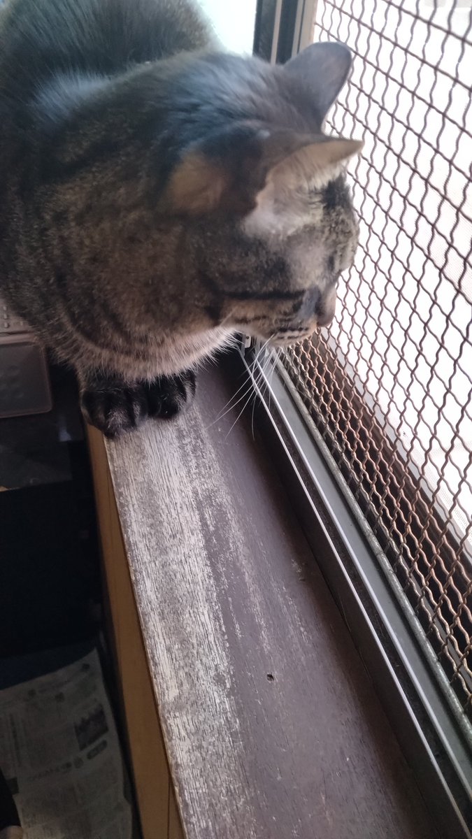 めー(にゃお)🐈 tweet media