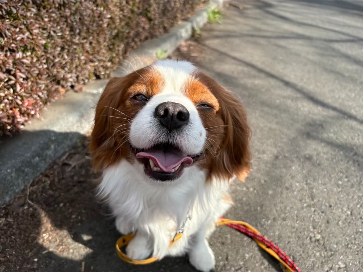 (👩女子垢です)Cavalier⭐️Leon🐶📛&Cavalier⭐️Leo🐶🌈 tweet media