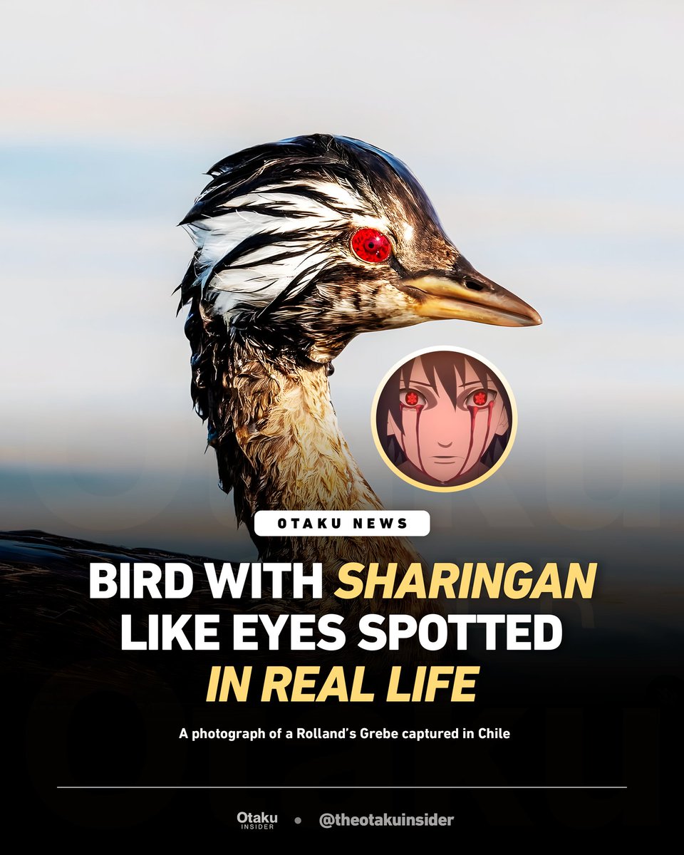 Sharingan Bird Bird with Sharingan like eyes spotted in real life. A photograph of a ...