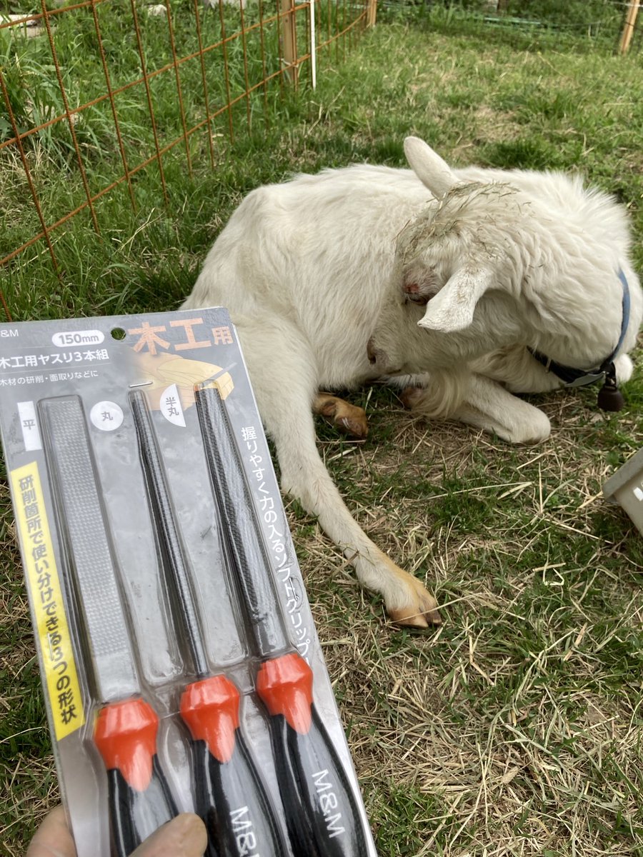 チーズと山羊大好き tweet media