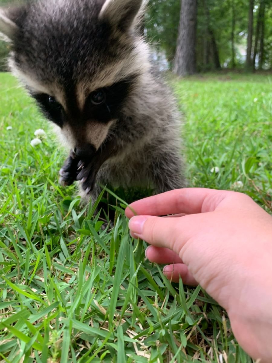 Thrashes 🇮🇸 tweet media
