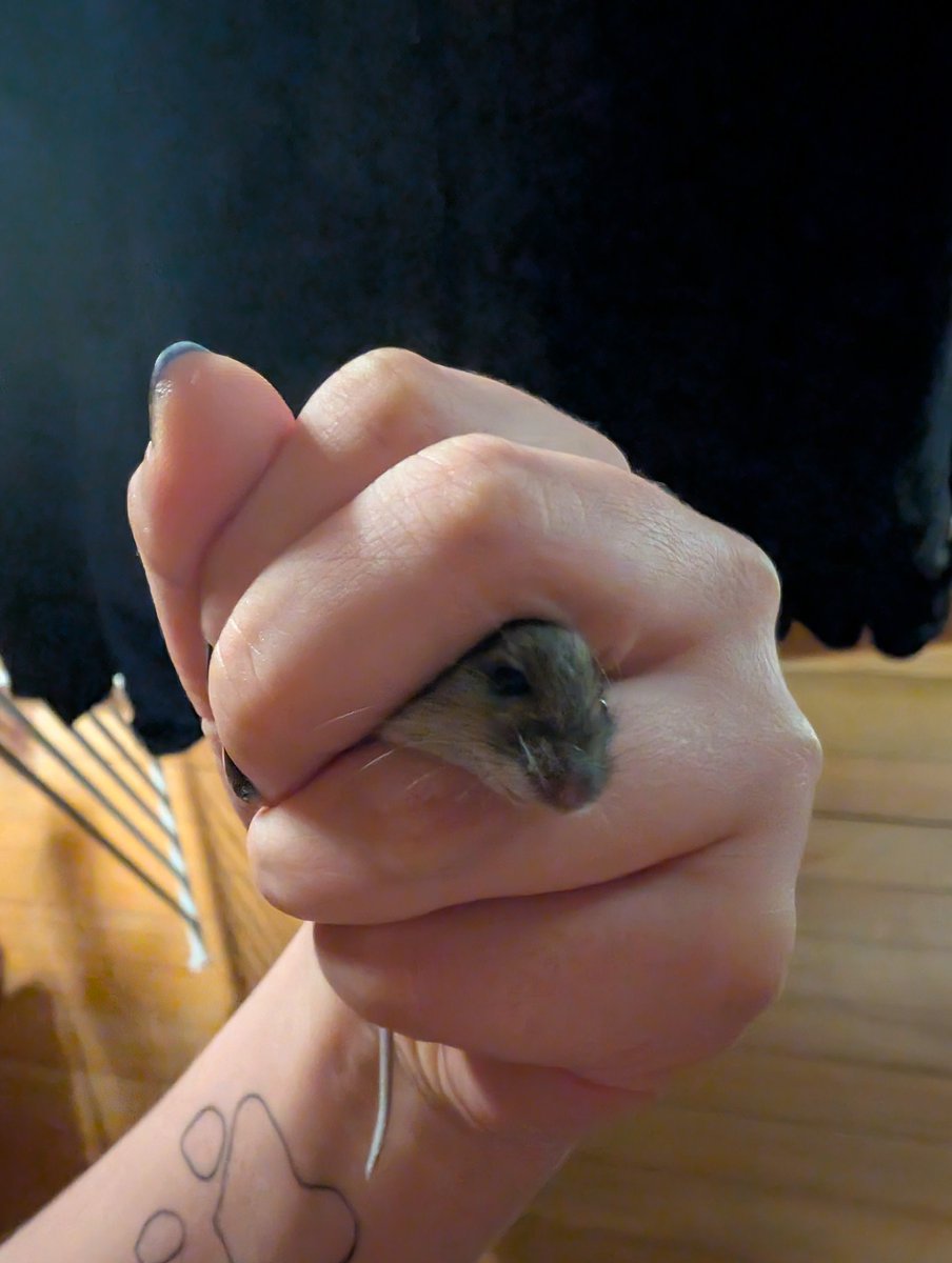 lynx｡𖦹°‧ tweet media