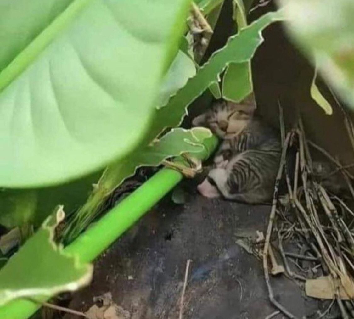 gatos fazendo gatices tweet media