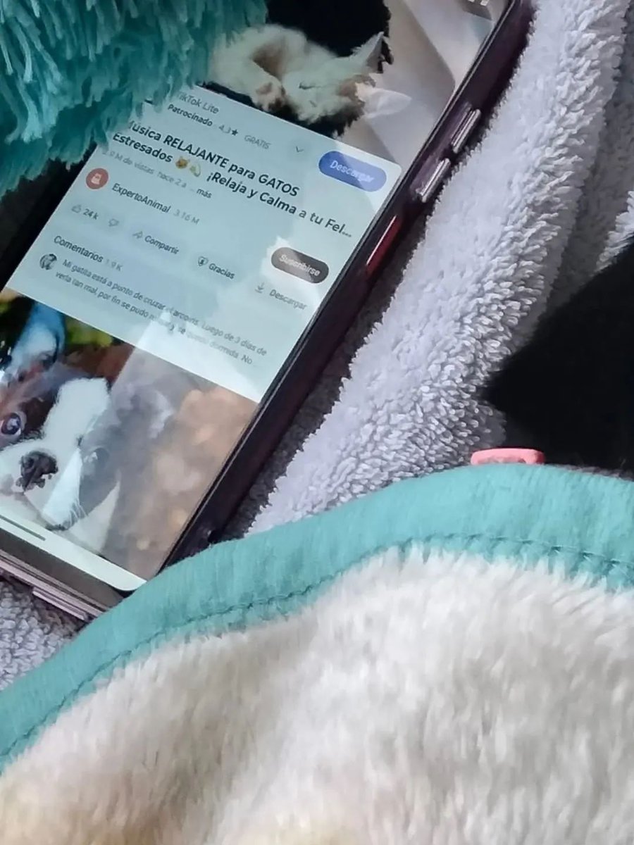 Animalitos en aprietos. tweet media