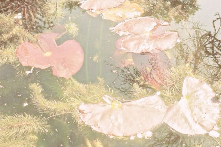 meow ⋆˚.༄ tweet media