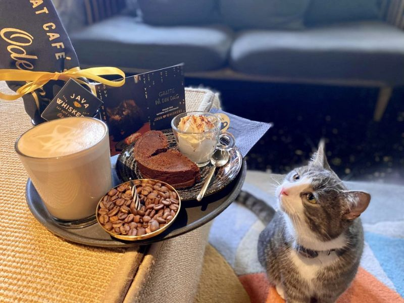 HeyElleSutton's tweet photo. Cat Cafe  Picture this: You, me, and a room full of adorable cats. We'll sip lattes, share sly smiles, and see whose lap becomes the most popular. Spoiler: It'll be mine, but you're welcome to try 🐾 https://t.co/1CR8XjMzM6