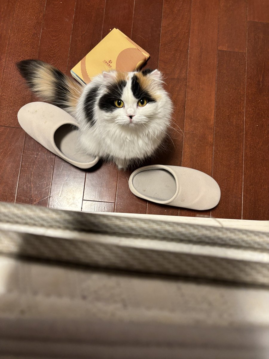 지금 일본은 아침 6시예요.🥱😴
알람시계가 아니라 알람 고양이가 저를 깨워 줬어요. 🐱⏰

“쓰다듬어 줘~🐱🥬”