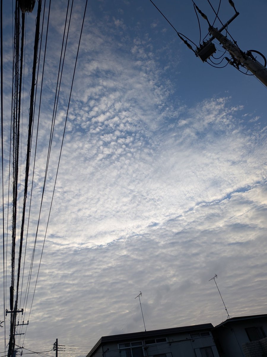 フクロコウジリョウ tweet media