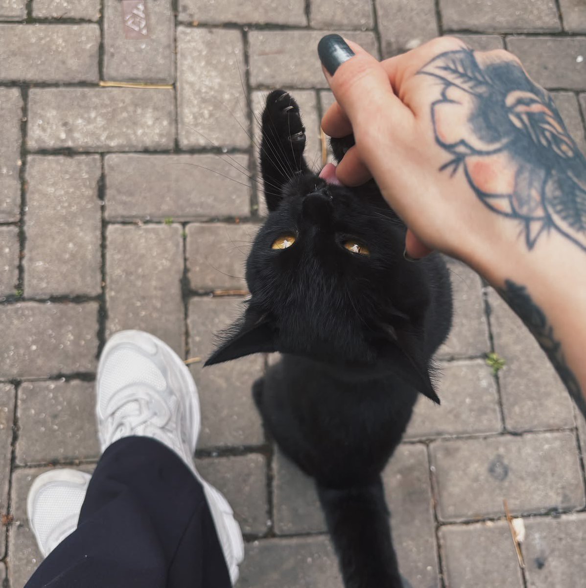 Black cats are not bad luck tweet media
