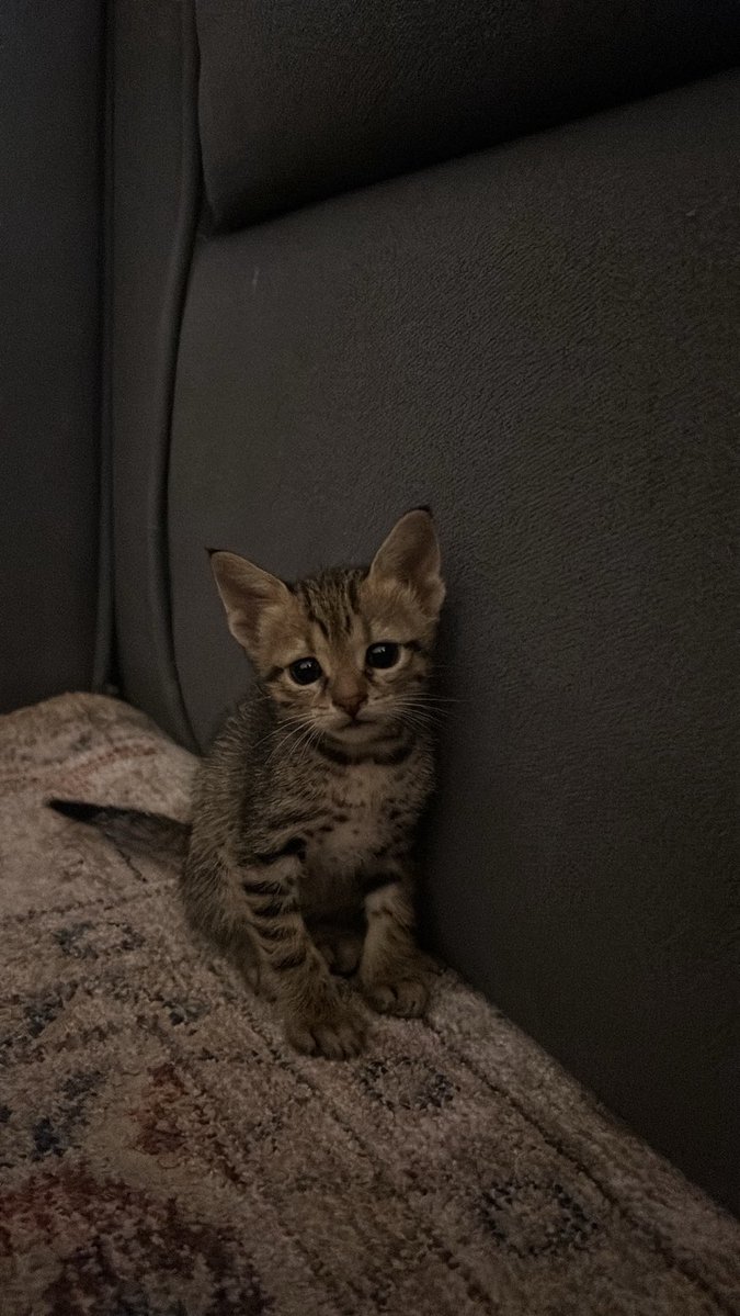 بيرثا tweet media