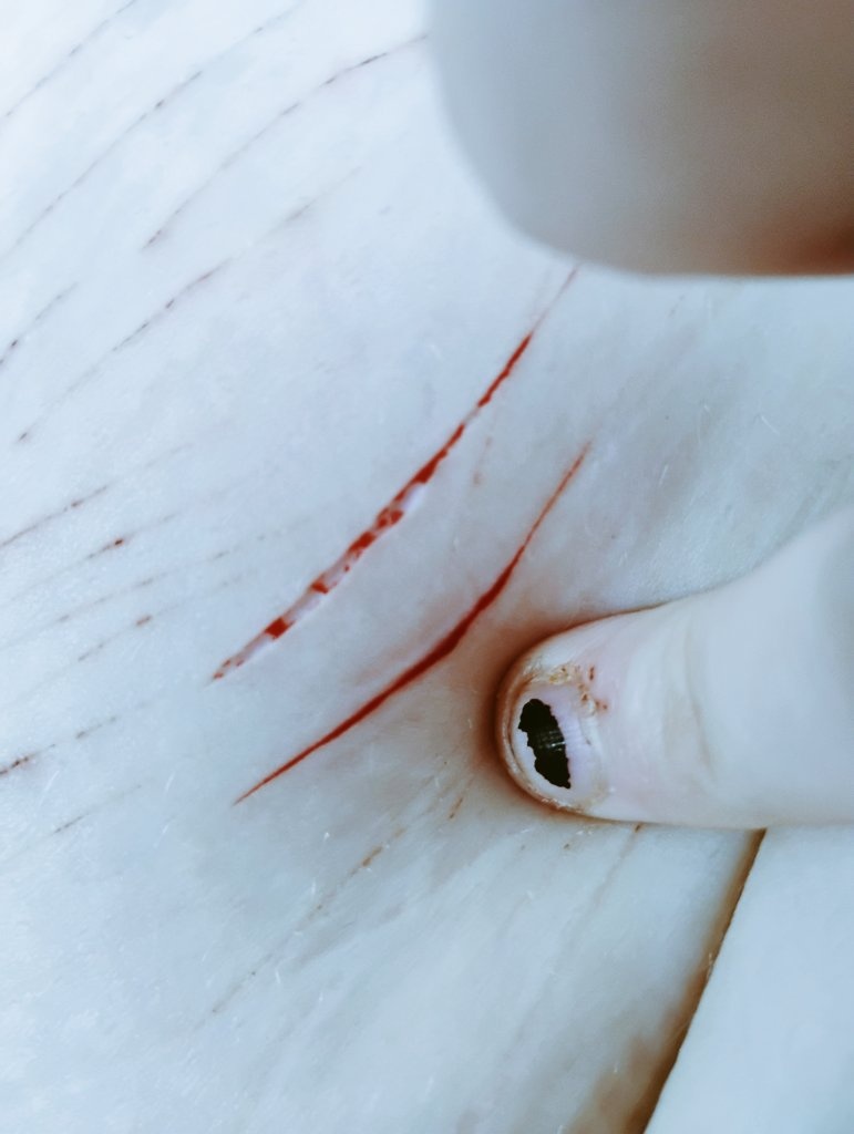 gerbil of shedtwt tweet media