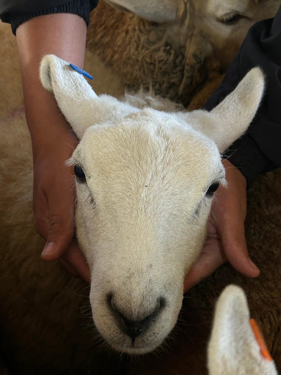 🐾 • FMTRIR •(🎙️)🐺 tweet media