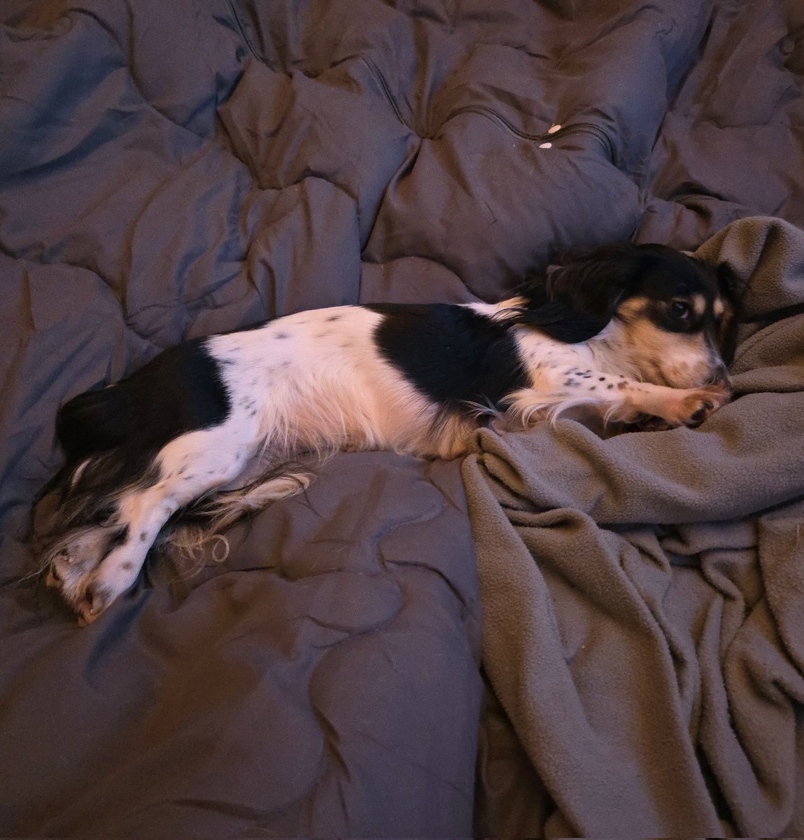 TeckelZelda's tweet image. Preparing for the night...😊😎🐾
#Zelda #DogsofTwittter #Dachshund #Doxie #SausageArmy #Teckel