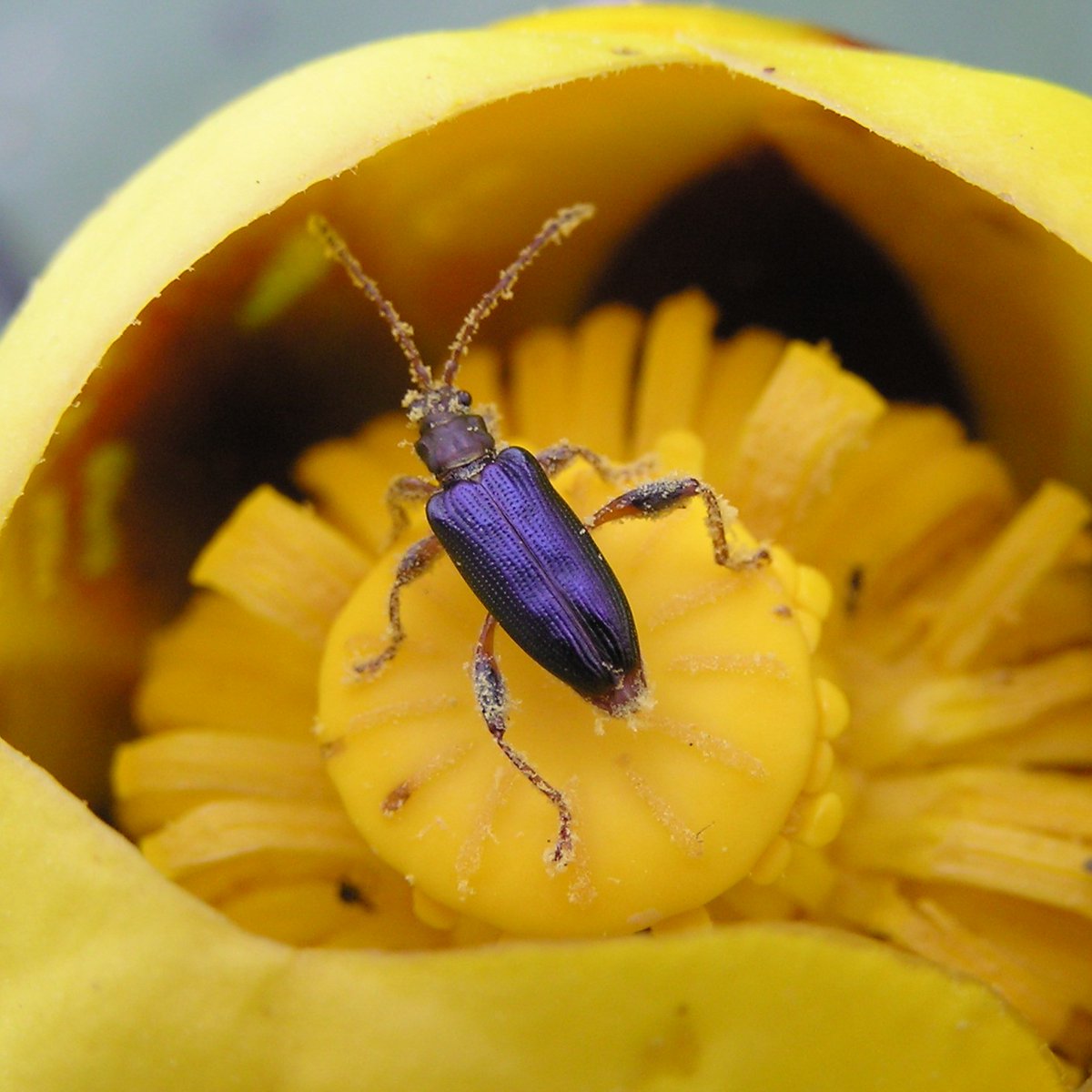 MurphysPointPP's tweet photo. Prepare for purple! Murphys is nearing the end of the rainbow!

Purple is regal and vibrant. Purple reminds us of the many wildflowers that call Ontario home, the playful movements of damselflies and that sometimes magic can be hidden (like on the underside of a mushroom). https://t.co/zOTnJV1QiJ