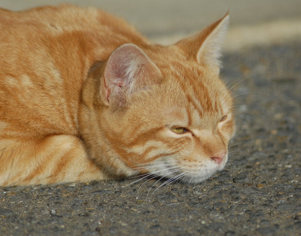おはようございます。
今日も天気は良さそうです。

#ニコン　#D200 #オールドレンズ　#CCD #猫