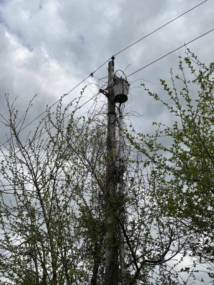 HoltAshleyN's tweet photo. Hey @DukeEnergy if this is what the power lines look like after the requested tree service, whose responsibility is it to maintain this?? Because this genuinely does not look like anything was done. https://t.co/Vkm0eFNwlD