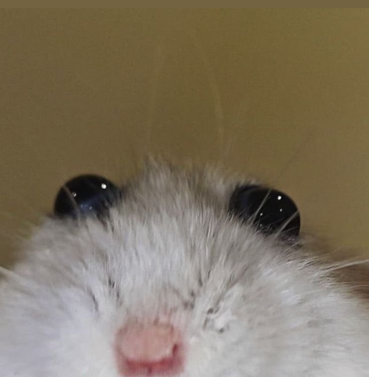 𝓽ʜᴇ𝑙𝑎𝑠𝑡𝗽𝗿𝗮𝘆𝗲𝗿 .ᐣ 𝓥𝗘𝗦𝗣𝗘𝗥. tweet media