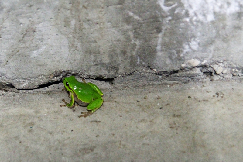 i9663vi's tweet image. Live, Raganella ( Hyla Intermedia)
Good night.

stepart.it/index.php/ffff…

#Stepart #nature #fotography #naturemagic #fotographies #naturelove